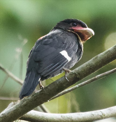 Dusky Broadbill, Cat Tien NP