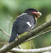 Dusky Broadbill, Cat Tien NP: by graynomadsusa, Views[230]
