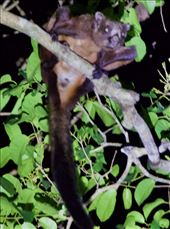 Indian Giant Flying Squirrel with 18 inch wing-span: by graynomadsusa, Views[305]