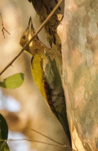 Greater Yellowpane, Cat Tien NP