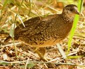 Green-legged Partridge, another guest at the hide: by graynomadsusa, Views[212]