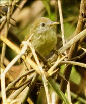 Grey-faced Tit-Babbler, a little lifer, Cat Tien NP: by graynomadsusa, Views[246]