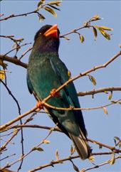 Oriental Dollarbird: by graynomadsusa, Views[286]