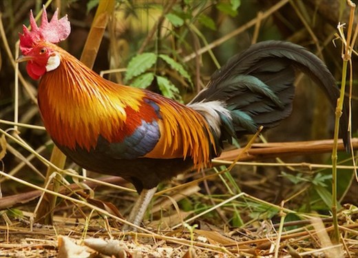 Red Junglefowl (no, it's not photoshopped!)