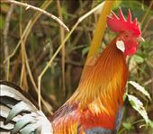 Standing proud, Red Junglefowl: by graynomadsusa, Views[205]