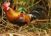 Red Junglefowl (no, it's not photoshopped!): by graynomadsusa, Views[675]