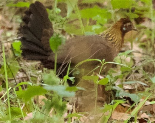 Female Red Junglefowl, Cat Tien bird hide