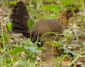 Female Red Junglefowl, Cat Tien bird hide: by graynomadsusa, Views[222]
