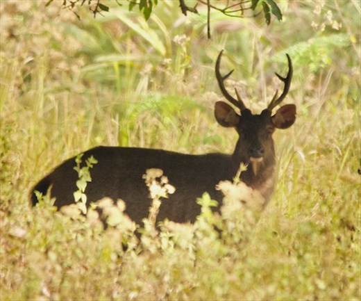 Sambar buck,  Cat Tien NP