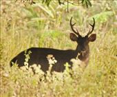 Sambar buck,  Cat Tien NP: by graynomadsusa, Views[214]