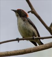 Scarlet-backed Woodpecker, Cat Tien NP: by graynomadsusa, Views[280]
