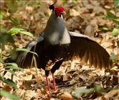 Siamese Fireback displaying, Cat Tien NP: by graynomadsusa, Views[241]