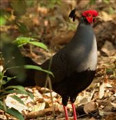 Siamese Fireback, Cat Tien NP: by graynomadsusa, Views[267]