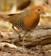 Slaty-legged Crake, a 