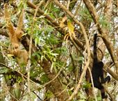 Female and Male Southern Yellow-Cheeked Crested Gibbon. Cat Tien NP: by graynomadsusa, Views[217]