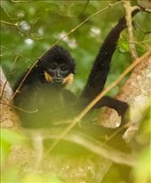 Sweet cheeks—male Southern Yellow-Cheeked Crested Gibbon: by graynomadsusa, Views[259]