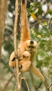 Female Southern Yellow-Cheeked Crested Gibbon and baby: by graynomadsusa, Views[608]