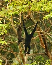 Hangin' out, Southern Yellow-Cheeked Crested Gibbon. Cat Tien NP: by graynomadsusa, Views[240]
