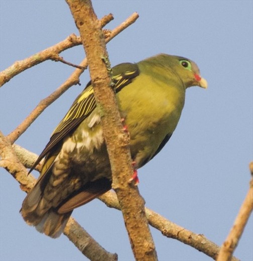 Thick-billed Pigeon, Cat Tien NP