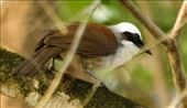 White--crested Laughingthrush, Cat Tien NP: by graynomadsusa, Views[261]