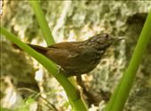 Annam Limestone Babbler, Prehistoric Cave Trail: by graynomadsusa, Views[244]