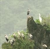 Asian Open-billed Storks (and a Great Egret)—Van Long Wetlands: by graynomadsusa, Views[261]