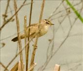 Black-browed Reed Warbler, Van Long Wetlands: by graynomadsusa, Views[496]