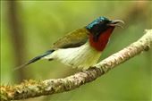 Fork-Tailed Sunbird, Tam Dao: by graynomadsusa, Views[288]