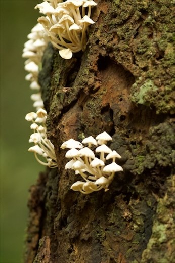 Disney-esque Mushrooms, Cuc Phoung National Park