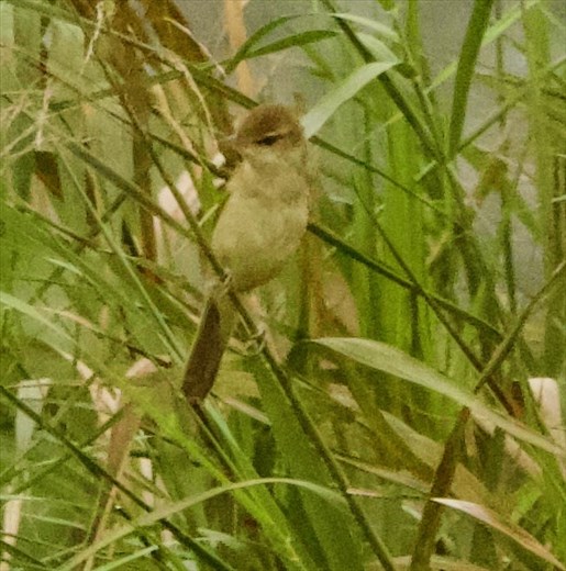 Oriental Reed Warbler, Van Long Wetlands