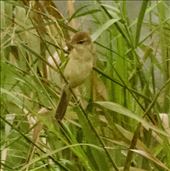 Oriental Reed Warbler, Van Long Wetlands: by graynomadsusa, Views[352]