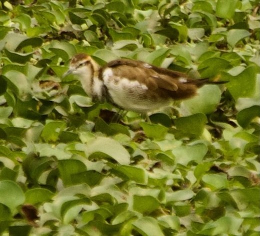 Pheasant Jacana, Van Long Nature Reserve