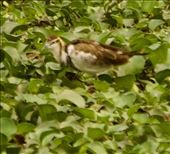 Pheasant Jacana, Van Long Nature Reserve: by graynomadsusa, Views[284]