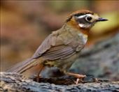 Rufous-throated Fulvetta, Cuc Phoung NP birdhide: by graynomadsusa, Views[330]