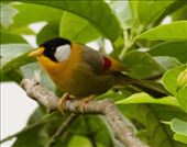 Silver-Eared Mesia, Tam Dao: by graynomadsusa, Views[315]