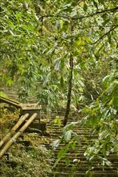 Stairway (almost) to heaven, Tam Dao: by graynomadsusa, Views[287]