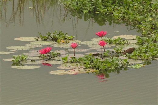 Lotus Flowers, Van Long Wetlands