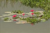Lotus Flowers, Van Long Wetlands: by graynomadsusa, Views[397]