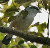 White-browed Shrike Babbler: by graynomadsusa, Views[275]