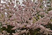 Cherry Blossom Time in South Korea: by graynomadsusa, Views[746]
