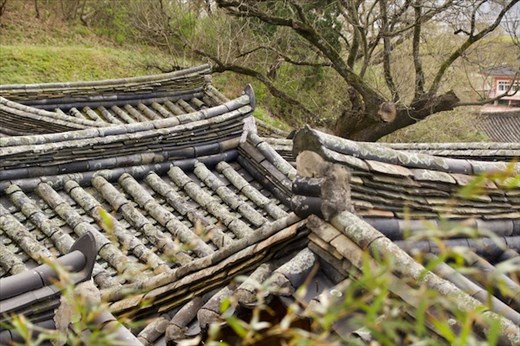 Tile Roofs in a tangle