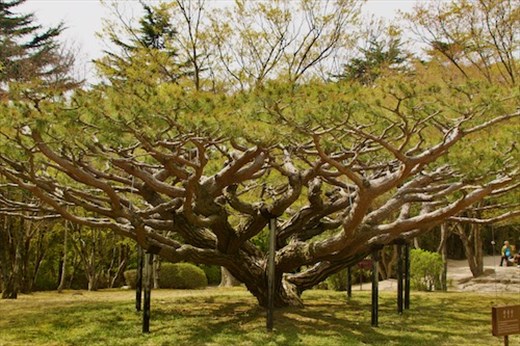 Old tree,  Bulguska Temple Complex