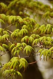 Japanese maple leaves, Bulguska Temple: by graynomadsusa, Views[250]