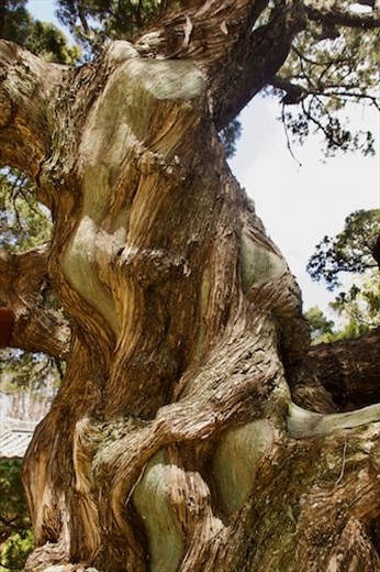 Trees don't lie about their age, Yangdong Historical Village