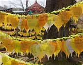 Prayer flags, Haeinsa Temple: by graynomadsusa, Views[77]
