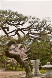 Last of the Cherry Blossoms, Bulguska Temple: by graynomadsusa, Views[236]