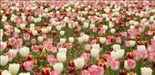 Tulips, Cheomseongdae Observatory, Gyeongju: by graynomadsusa, Views[105]