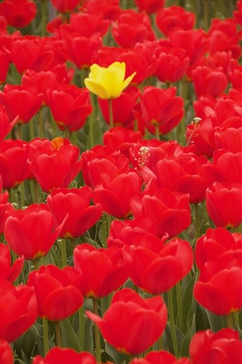 Sometimes it's good to stand out, Cheomseongdae Observatory, Gyeongju