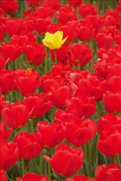 Sometimes it's good to stand out, Cheomseongdae Observatory, Gyeongju: by graynomadsusa, Views[103]