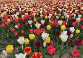 Tulips, Cheomseongdae Observatory, Gyeongju: by graynomadsusa, Views[292]